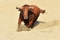 Bull in spain with big horns