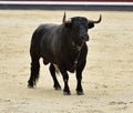 Bull in spain with big horns