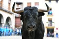 Bull in spanish bullring with big horns Royalty Free Stock Photo
