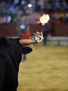 Bull with fire in the horns in spain