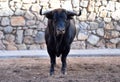 A bull in the spanish bullring with big horns