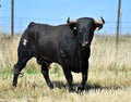 A bull in spanish bullring in a traditional show of bullfight