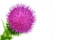 Bull Spear Thistle