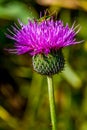 A Bull or Spear Thistle with a Tiny Green Grasshopper on Top.