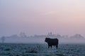 Bull Standing in Pasture in Morning Mist Royalty Free Stock Photo