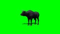 Bull stands and looks around - green screen