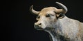 Bull Statue Close Up Royalty Free Stock Photo