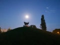 Bull statue in the moon light