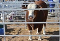Bull in a steel kraal Royalty Free Stock Photo