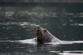 Bull Stellar sea lion lifts head out of water while looking over its shoulder and swimming