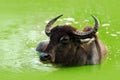 Bull swimming in the lake. Water buffalo in Yala, Sri Lanka. Asian water buffalo, Bubalus bubalis, in green water pond. Wildlife s