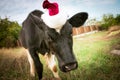 The bull is the symbol of 2021 wearing a Santa Claus hat. Natural shooting. Calf in the field. New year or christmas animals Royalty Free Stock Photo