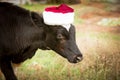 The bull is the symbol of 2021 wearing a Santa Claus hat. Natural shooting. Calf in the field. New year or christmas animals Royalty Free Stock Photo