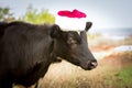 The bull is the symbol of 2021 wearing a Santa Claus hat. Natural shooting. Calf in the field. New year or christmas animals Royalty Free Stock Photo