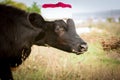 The bull is the symbol of 2021 wearing a Santa Claus hat. Natural shooting. Calf in the field. New year or christmas animals Royalty Free Stock Photo