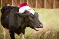 The bull is the symbol of 2021 wearing a Santa Claus hat. Natural shooting. Calf in the field. New year or christmas animals Royalty Free Stock Photo