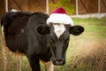 The bull is the symbol of 2021 wearing a Santa Claus hat. Natural shooting. Calf in the field. New year or christmas animals Royalty Free Stock Photo