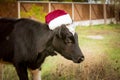The bull is the symbol of 2021 wearing a Santa Claus hat. Natural shooting. Calf in the field. New year or christmas animals Royalty Free Stock Photo