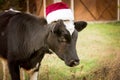 The bull is the symbol of 2021 wearing a Santa Claus hat. Natural shooting. Calf in the field. New year or christmas animals Royalty Free Stock Photo