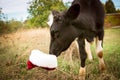 The bull is the symbol of 2021 wearing a Santa Claus hat. Natural shooting. Calf in the field. New year or christmas animals Royalty Free Stock Photo