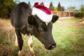 The bull is the symbol of 2021 wearing a Santa Claus hat. Natural shooting. Calf in the field. New year or christmas animals Royalty Free Stock Photo