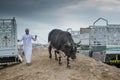 Bull taken out of the car to a fight