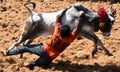 BULL TAMING CONTEST Royalty Free Stock Photo