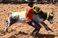 BULL TAMING CONTEST Royalty Free Stock Photo