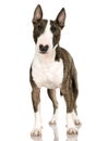 Bull Terrier (2 years)