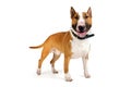 Bull Terrier