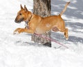 Bull terrier airborne over the snow Royalty Free Stock Photo