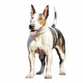 Realistic Portrait Of A White And Gray Bull Terrier On White Background