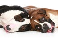 Bull Terrier and boxer resting Royalty Free Stock Photo