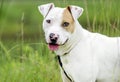 Bull Terrier bulldog mixed breed dog Royalty Free Stock Photo