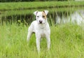 Bull Terrier bulldog mixed breed dog Royalty Free Stock Photo