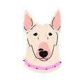 Bull terrier, canine animal avatar. Cute dog of Bully breed, head portrait. Bullterrier doggy. Purebred companion puppy