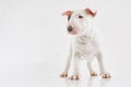 Bull terrier dog against grey background. Studio portrait. Miniature bull terrier puppy posing on shot.