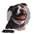 Bull Terrier dog breed isolated on white background digital art illustration. Egg shape head dog in leather collar, Bull terrier p Royalty Free Stock Photo