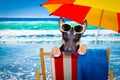 Bull terrier dog on a hammok in summer Royalty Free Stock Photo