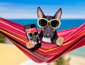 Bull terrier dog on a hammok in summer Royalty Free Stock Photo