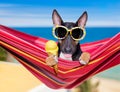 Bull terrier dog on a hammok in summer Royalty Free Stock Photo