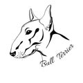 Bull Terrier dog head Royalty Free Stock Photo