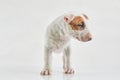 Bull terrier dog against grey background. Studio portrait. Miniature bull terrier puppy posing on shot.