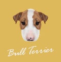 Bull Terrier Dog Portrait.