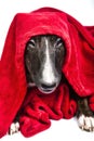 Bull terrier with red drape frontal