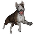 Bull terrier dog runnning - 3D render Royalty Free Stock Photo