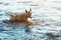 Bull terrier dog in water. Invite owner to play