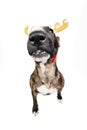 Dog caricature with reindeer antlers