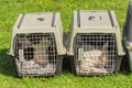 Bull terrier dogs in the portable kennel