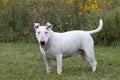 Bull terrier with droopy ears in the grass